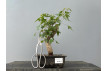 Bonsái Acer Buergerianum ? Arce Japonés JP25/4