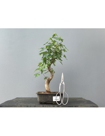 Bonsái Acer Buergerianum ? Arce Japonés JP25/3