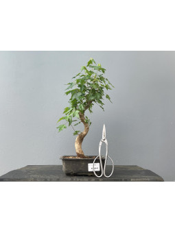 Bonsái Acer Buergerianum ? Arce Japonés JP25/3