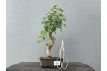 Bonsái Acer Buergerianum ? Arce Japonés JP25/3