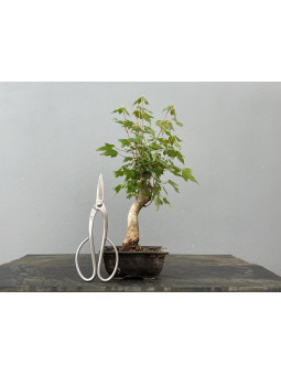 Bonsái Acer Buergerianum ? Arce Japonés JP24/1