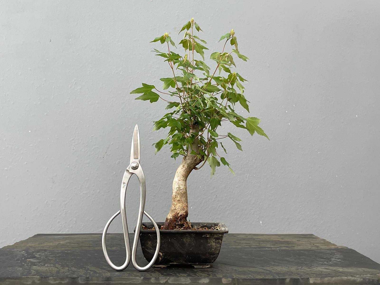 Bonsái Acer Buergerianum ? Arce Japonés JP24/1