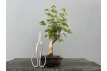 Bonsái Acer Buergerianum ? Arce Japonés JP24/1