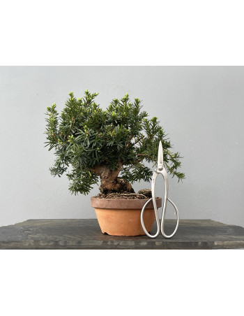 Prebonsái Taxus Cuspidata ? Tejo JP101/3