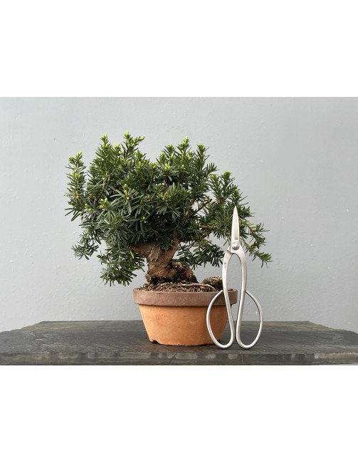 Prebonsái Taxus Cuspidata ? Tejo JP101/3