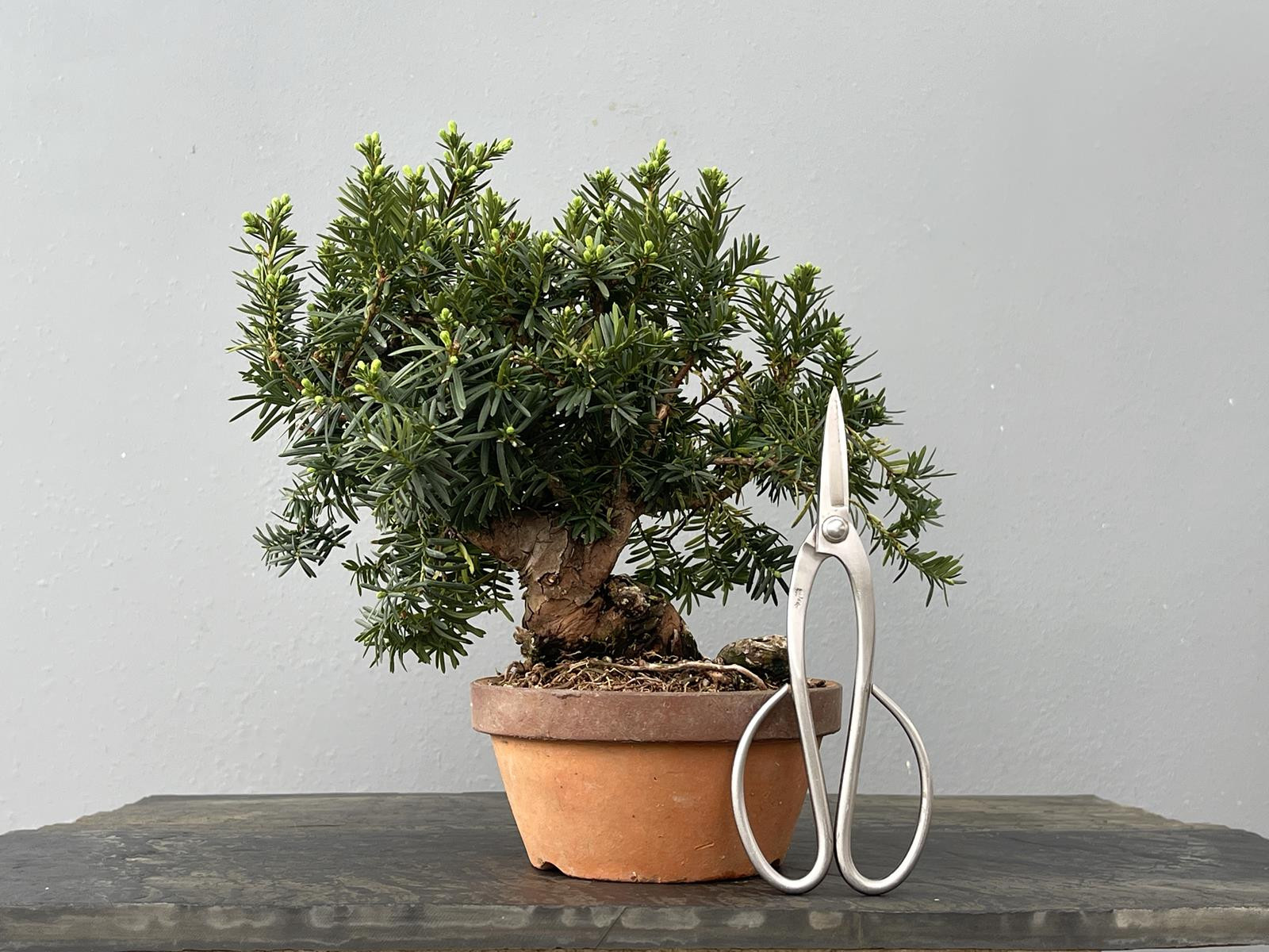 Prebonsái Taxus Cuspidata ? Tejo JP101/3