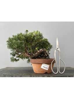 Prebonsái Taxus Cuspidata ? Tejo JP101/2