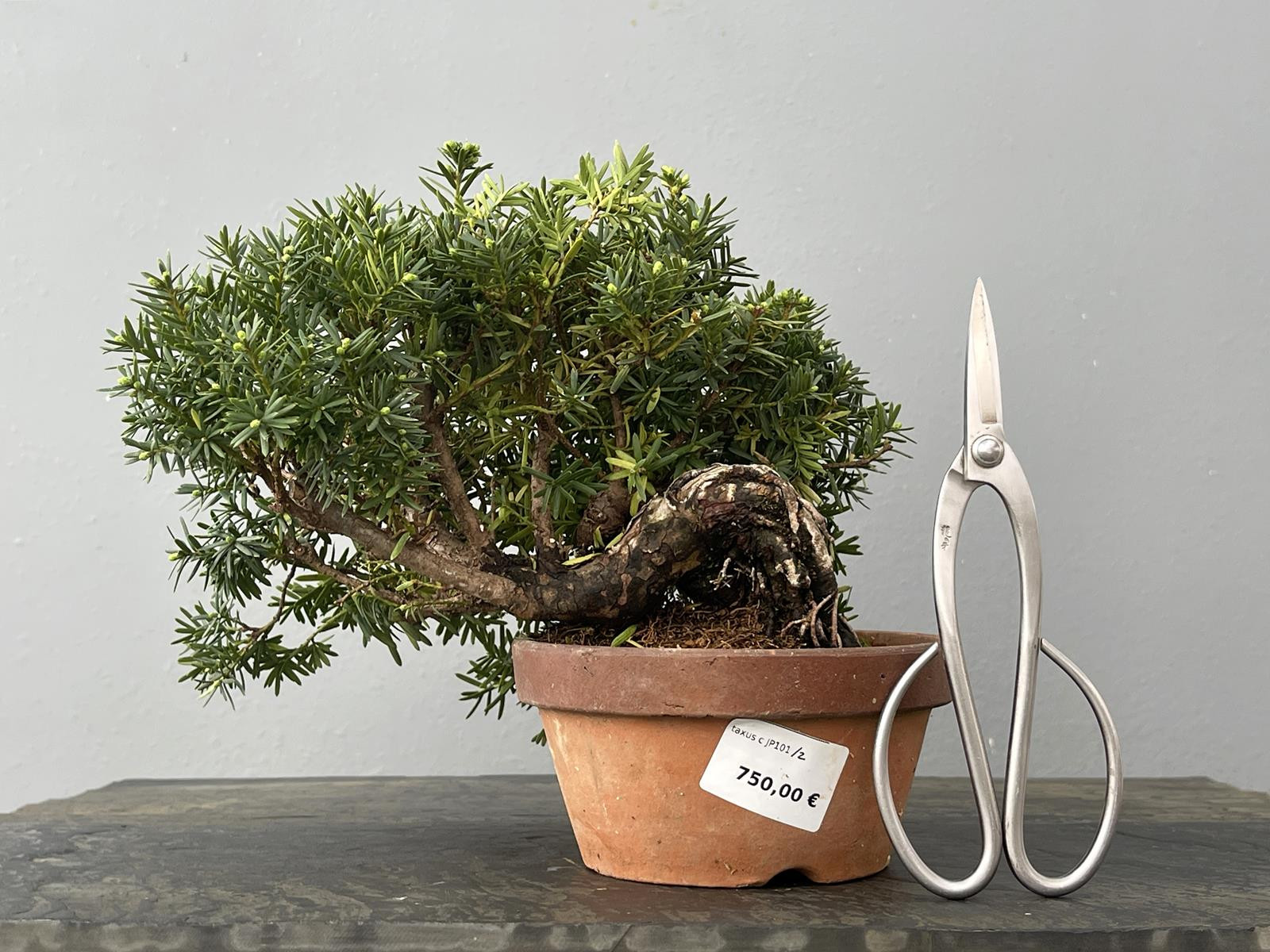 Prebonsái Taxus Cuspidata ? Tejo JP101/2