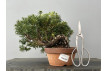 Prebonsái Taxus Cuspidata ? Tejo JP101/2