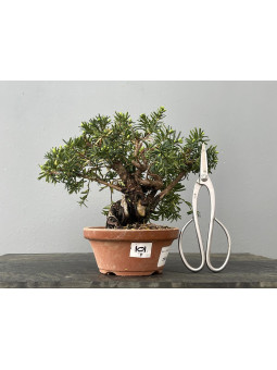 Prebonsái Taxus Cuspidata ? Tejo JP101/1