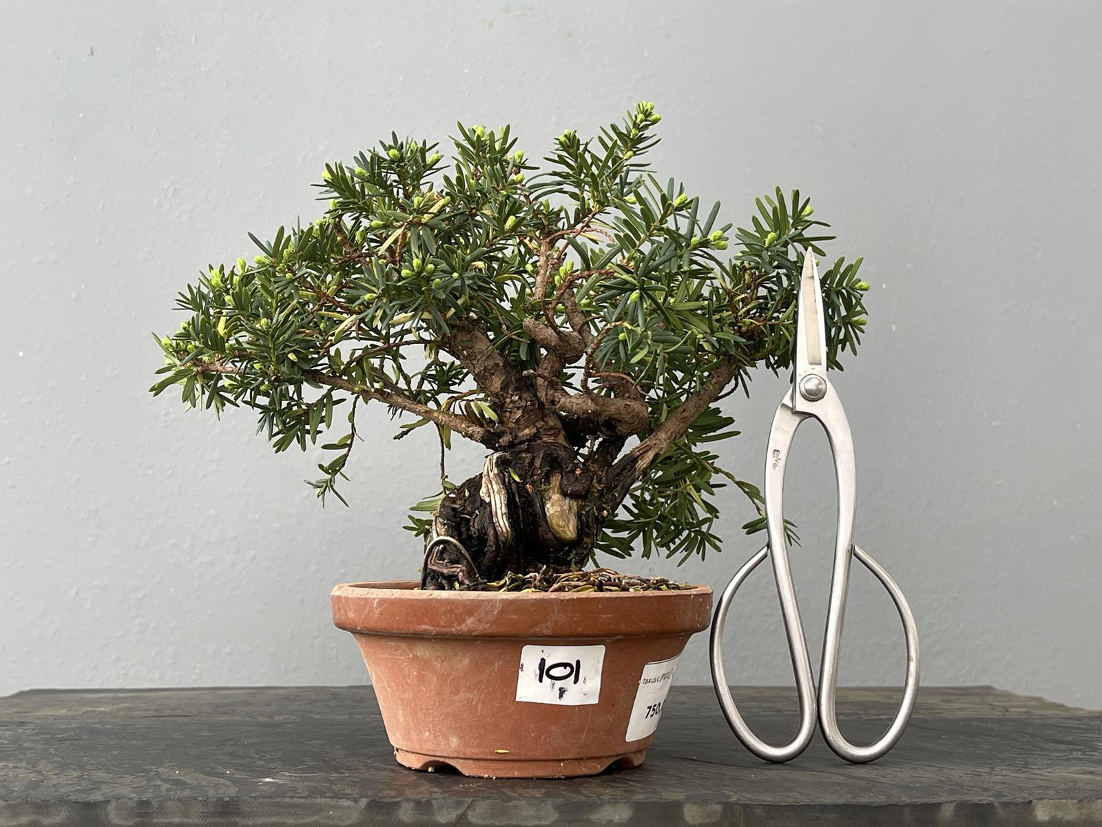 Prebonsái Taxus Cuspidata ? Tejo JP101/1