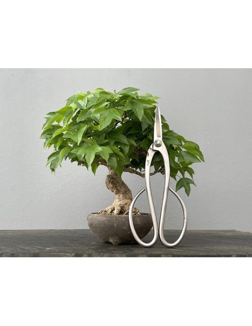 Bonsái Acer Buergerianum ? Arce Japonés JP87