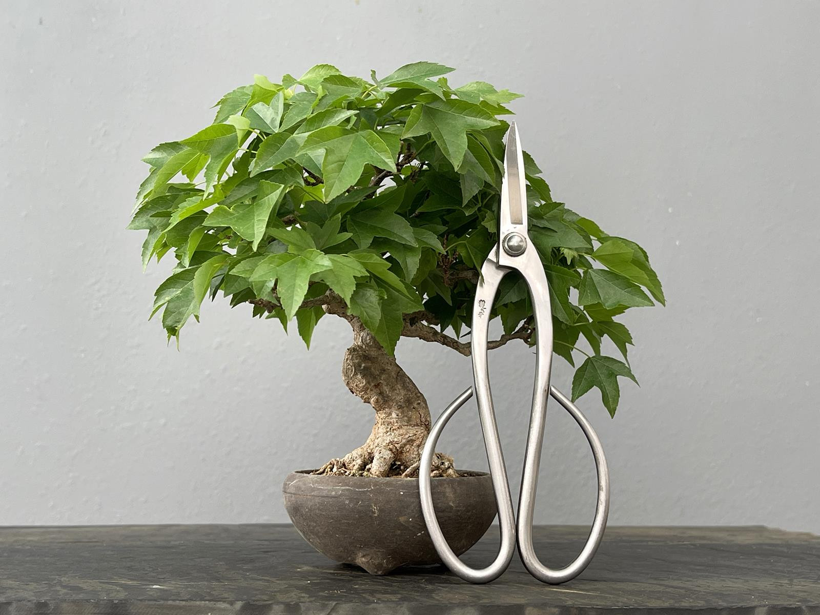 Bonsái Acer Buergerianum ? Arce Japonés JP87