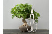 Bonsái Acer Buergerianum ? Arce Japonés JP87