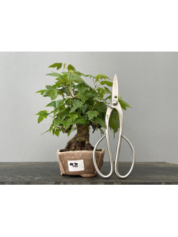 Bonsái Acer Buergerianum ? Arce Japonés JP98