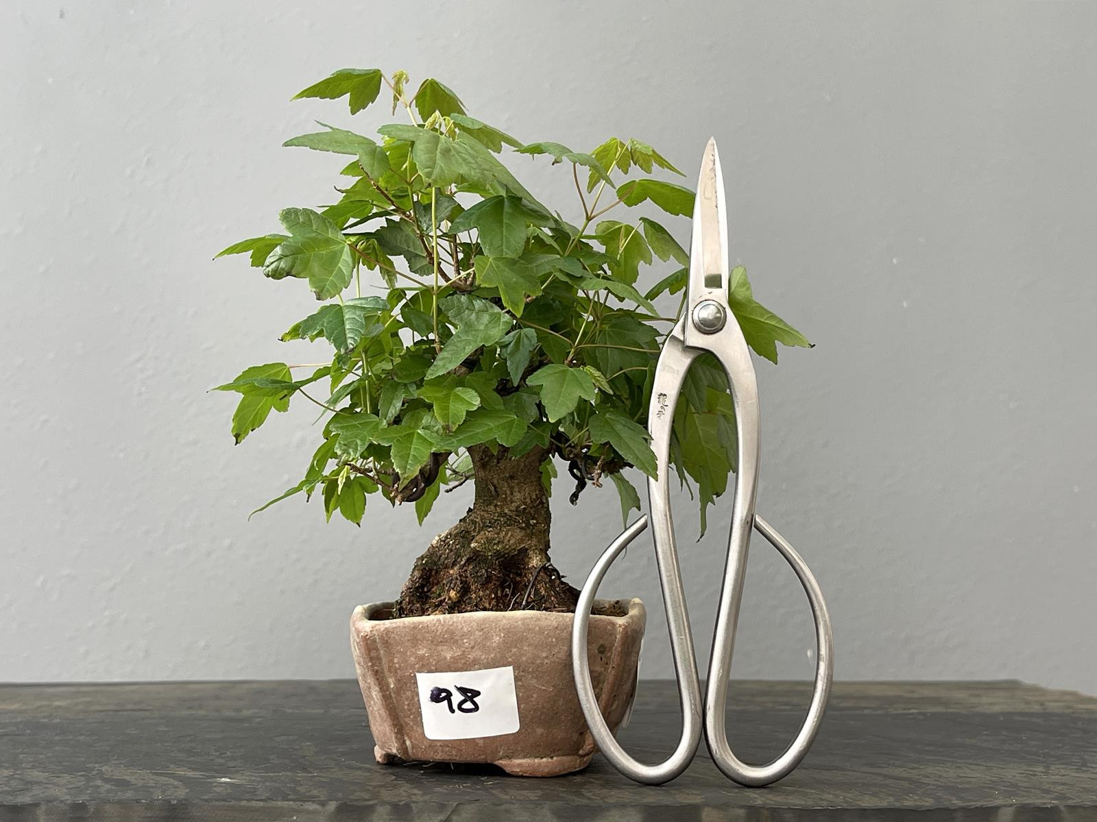 Bonsái Acer Buergerianum ? Arce Japonés JP98