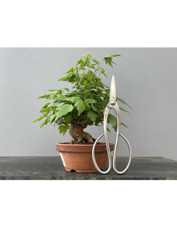 Bonsái Acer Buergerianum ? Arce Japonés JP92/1