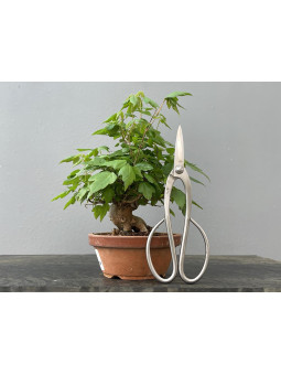 Bonsái Acer Buergerianum ? Arce Japonés JP92/1