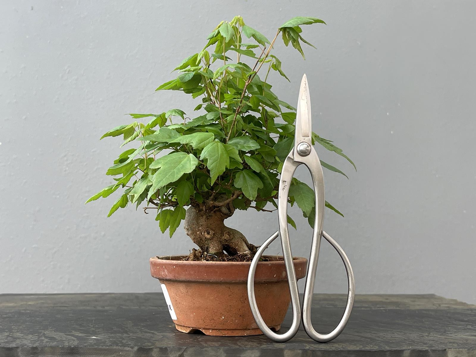 Bonsái Acer Buergerianum ? Arce Japonés JP92/1