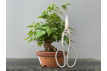 Bonsái Acer Buergerianum ? Arce Japonés JP92/1