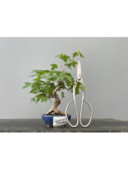 Bonsái Acer Buergerianum ? Arce Japonés JP90