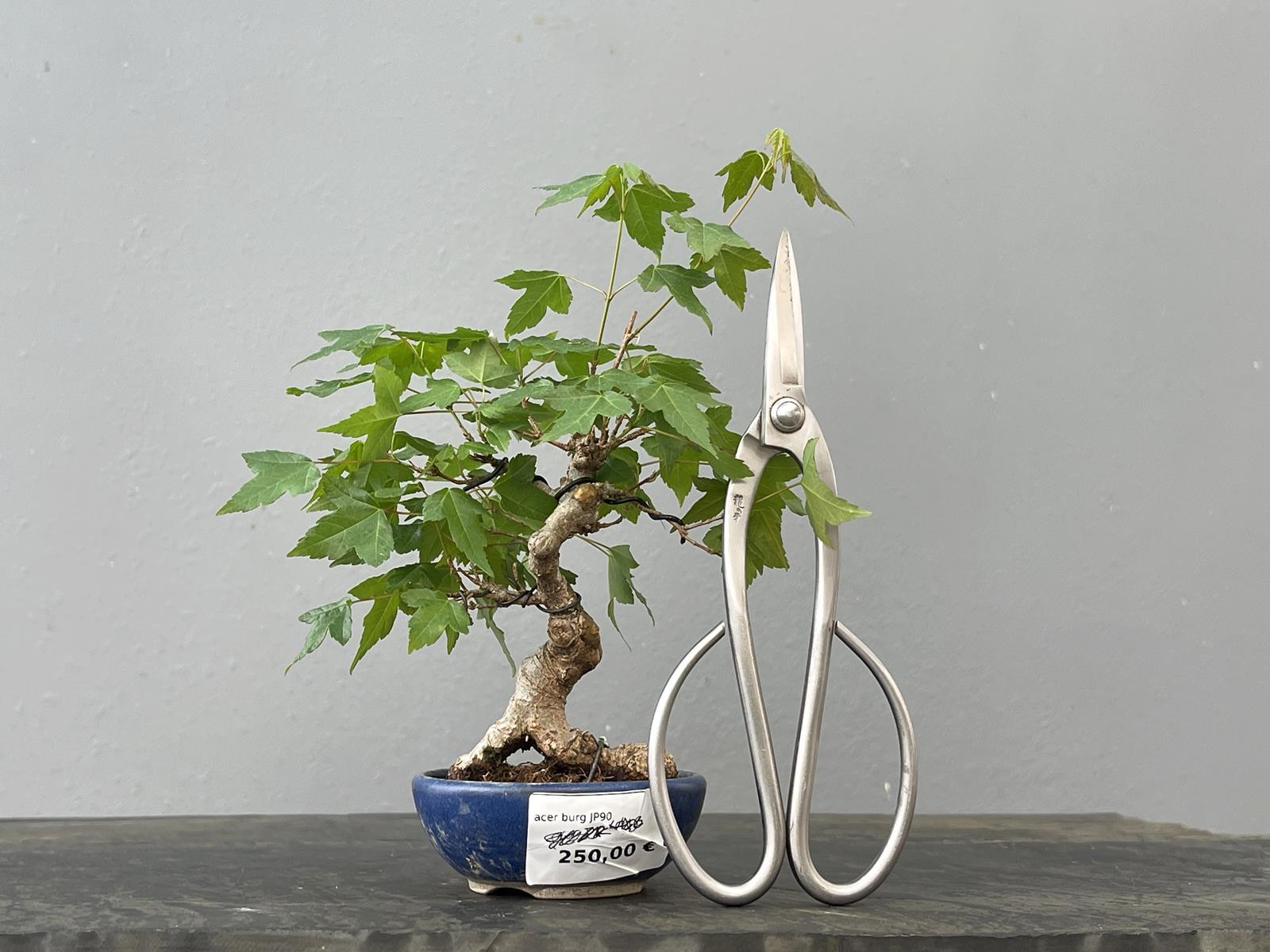 Bonsái Acer Buergerianum ? Arce Japonés JP90