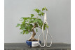 Bonsái Acer Buergerianum ? Arce Japonés JP90