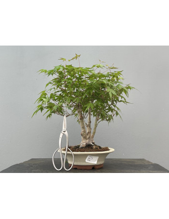 Bonsái Acer Palmatum ? Arce Japonés JP29