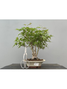 Bonsái Acer Palmatum ? Arce Japonés JP29