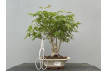 Bonsái Acer Palmatum ? Arce Japonés JP29