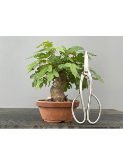 Bonsái Acer Buergerianum ? Arce Japonés JP92/3