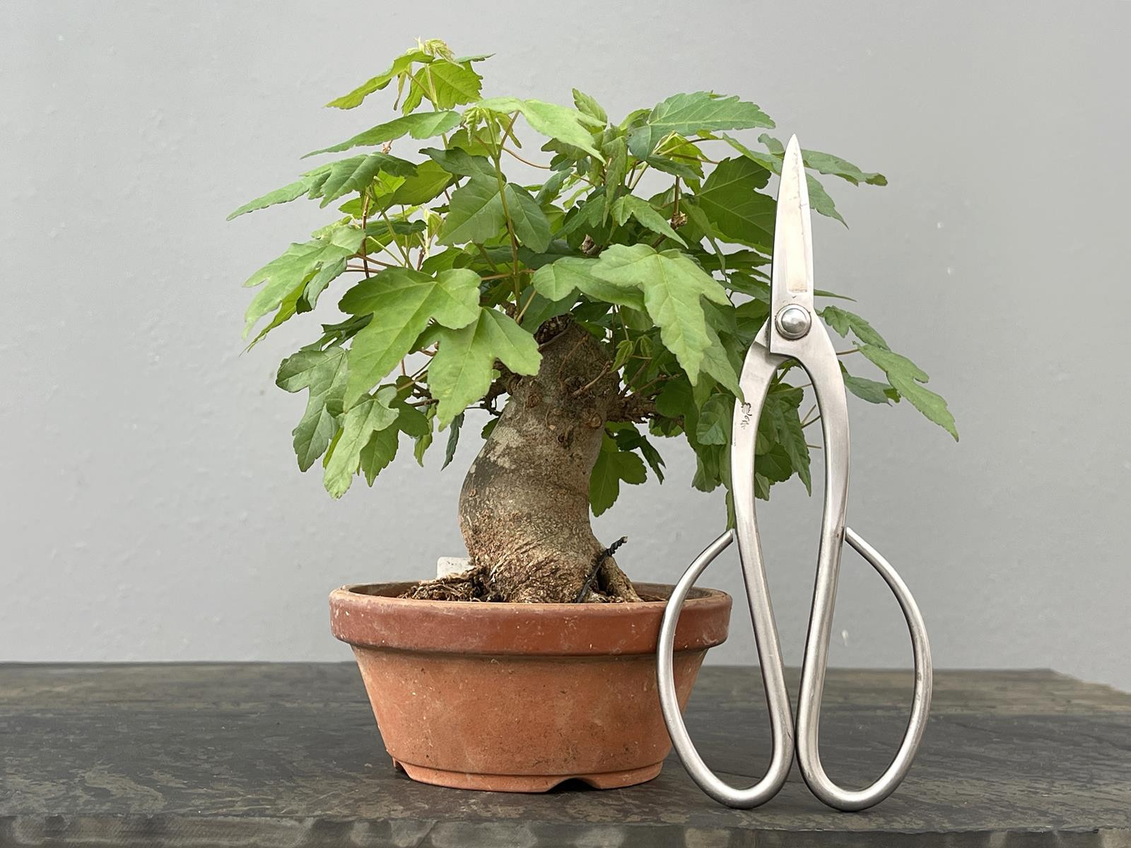 Bonsái Acer Buergerianum ? Arce Japonés JP92/3