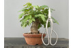 Bonsái Acer Buergerianum ? Arce Japonés JP92/3