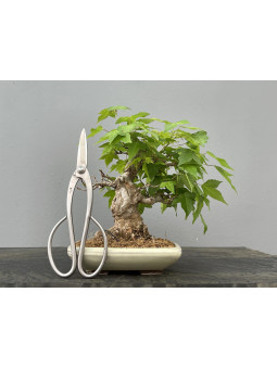 Bonsái Acer Buergerianum ? Arce Japonés JP85