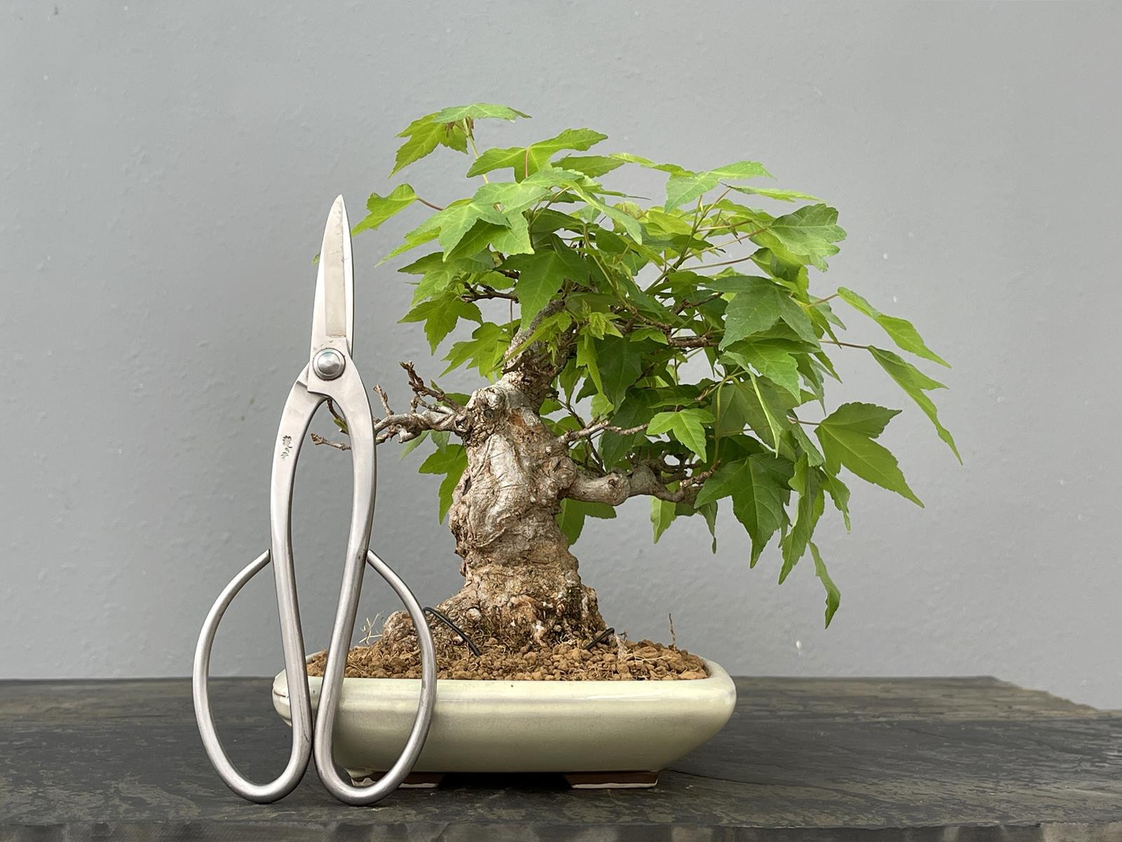 Bonsái Acer Buergerianum ? Arce Japonés JP85