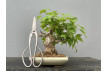 Bonsái Acer Buergerianum ? Arce Japonés JP85
