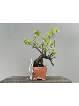 Bonsái Diospyros Rhombifolia ? Caqui JP106/2