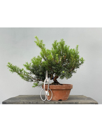 Prebonsái Taxus Cuspidata ? Tejo JP99/1