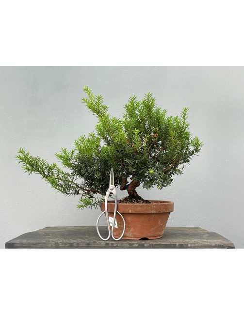 Prebonsái Taxus Cuspidata ? Tejo JP99/1