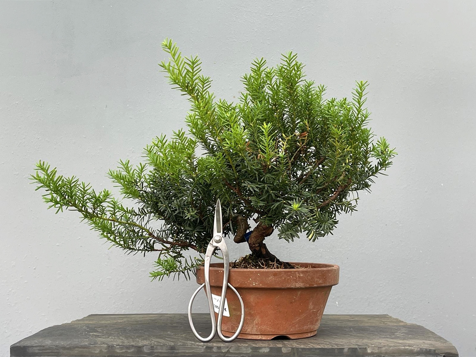 Prebonsái Taxus Cuspidata ? Tejo JP99/1