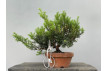 Prebonsái Taxus Cuspidata ? Tejo JP99/1