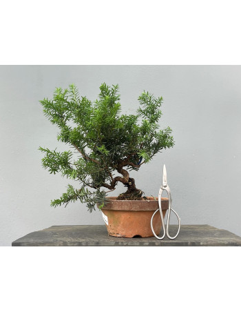 Prebonsái Taxus Cuspidata ? Tejo JP99/10