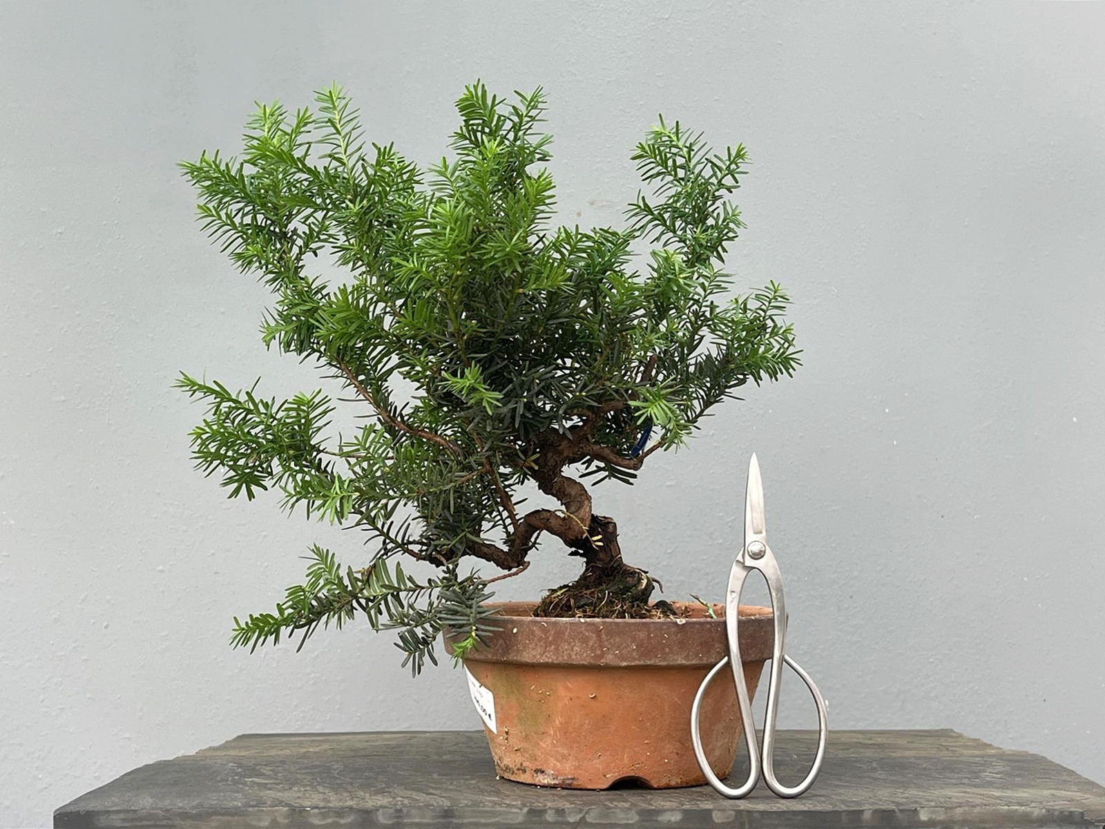 Prebonsái Taxus Cuspidata ? Tejo JP99/10