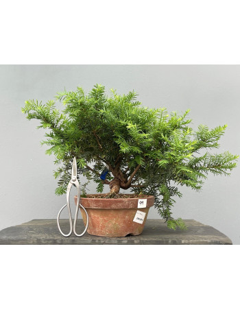 Prebonsái Taxus Cuspidata ? Tejo JP99/2