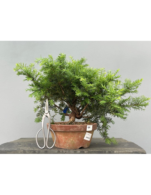 Prebonsái Taxus Cuspidata ? Tejo JP99/2