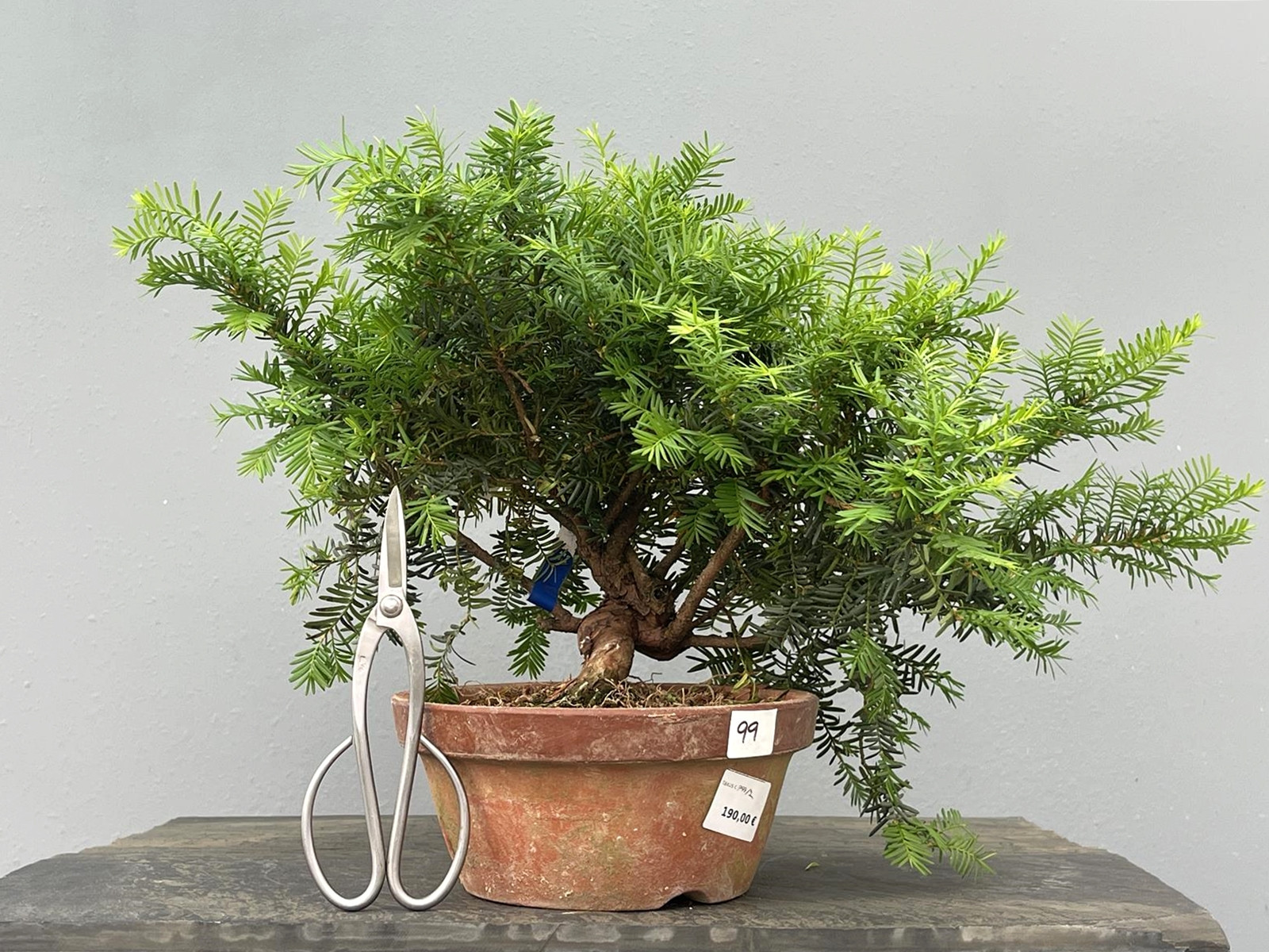 Prebonsái Taxus Cuspidata ? Tejo JP99/2