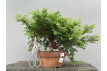 Prebonsái Taxus Cuspidata ? Tejo JP99/2