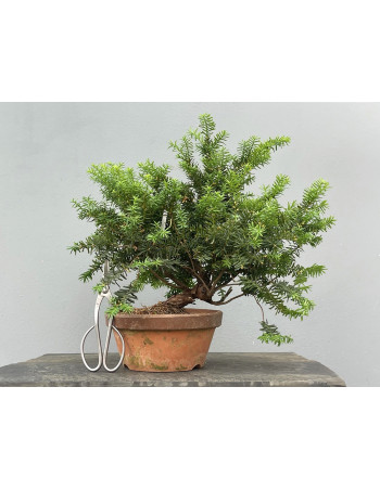Prebonsái Taxus Cuspidata ? Tejo JP99/3