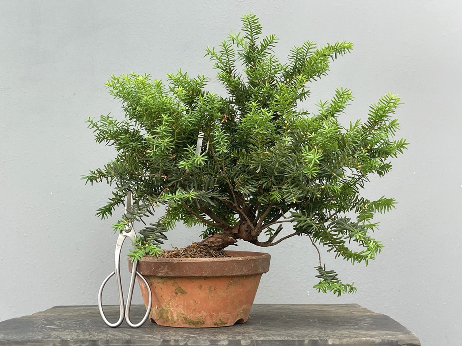 Prebonsái Taxus Cuspidata ? Tejo JP99/3