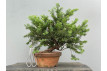 Prebonsái Taxus Cuspidata ? Tejo JP99/3